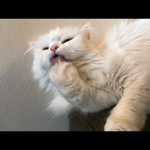 Meet your Posher, Elise